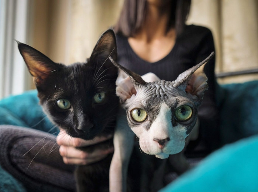 In Canada crooks shave the usual kittens and sell them for $ 700, posing for sphinxes
