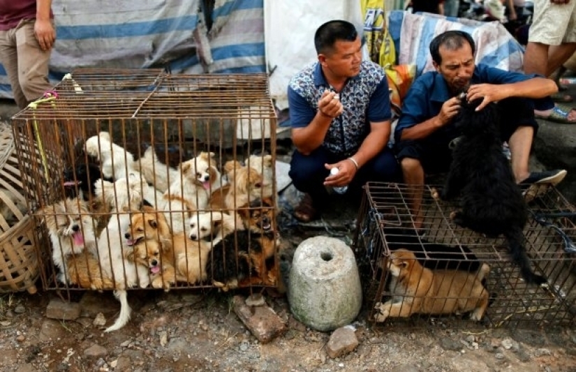 In China ban eating dogs and cats. It would seem, and here is the coronavirus? In China ban eating dogs and cats. It would seem, and here is the coronavirus?