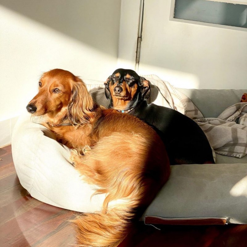 In Instagram appeared an amusing account dedicated to dogs, working at home In Instagram appeared an amusing account dedicated to dogs, working at home