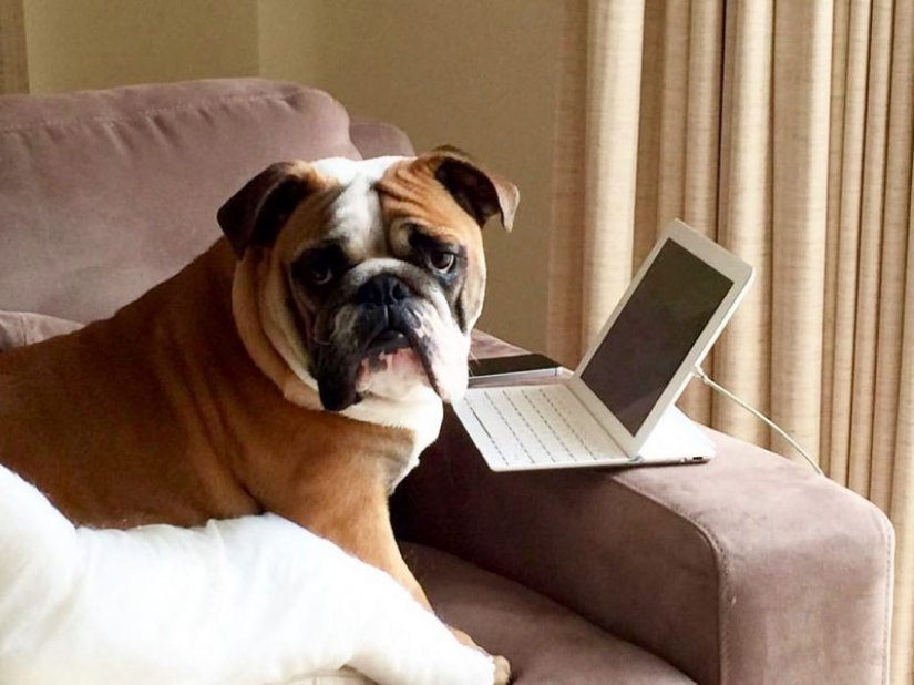 In Instagram appeared an amusing account dedicated to dogs, working at home In Instagram appeared an amusing account dedicated to dogs, working at home