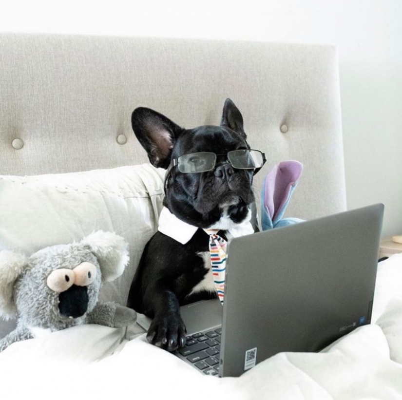 In Instagram appeared an amusing account dedicated to dogs, working at home In Instagram appeared an amusing account dedicated to dogs, working at home