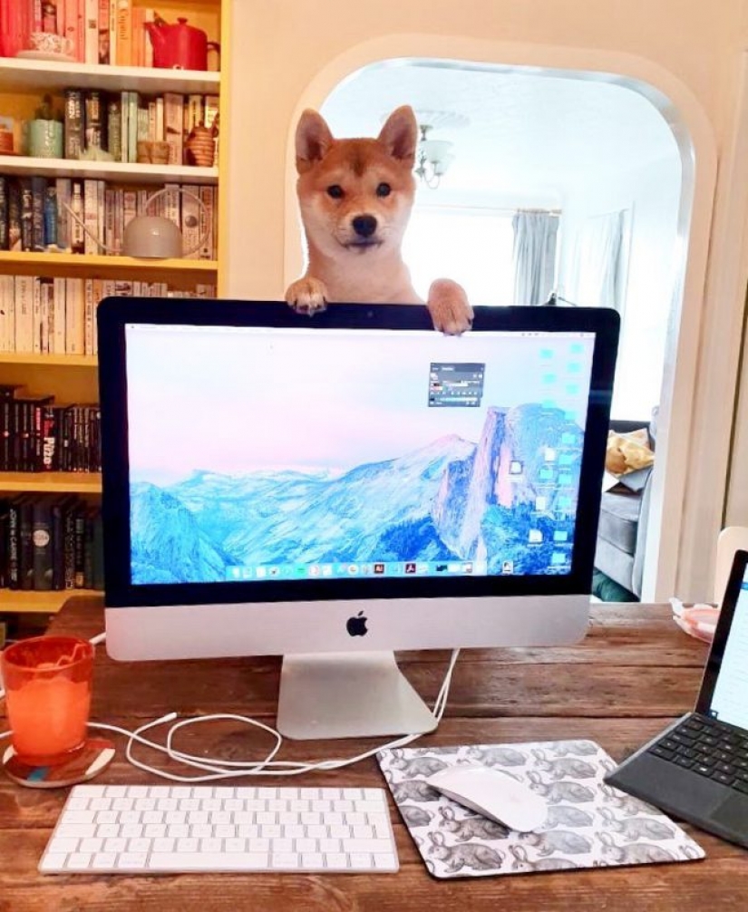 In Instagram appeared an amusing account dedicated to dogs, working at home In Instagram appeared an amusing account dedicated to dogs, working at home
