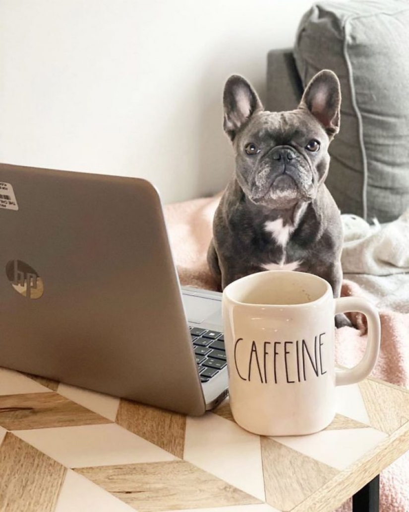 In Instagram appeared an amusing account dedicated to dogs, working at home In Instagram appeared an amusing account dedicated to dogs, working at home