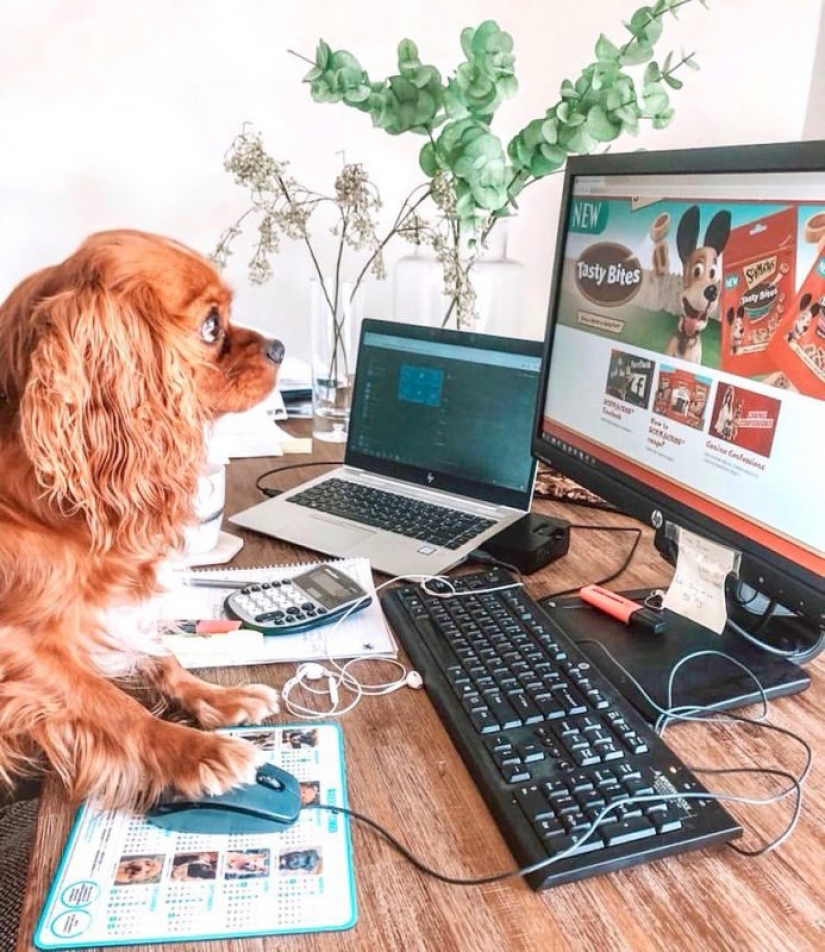 In Instagram appeared an amusing account dedicated to dogs, working at home In Instagram appeared an amusing account dedicated to dogs, working at home