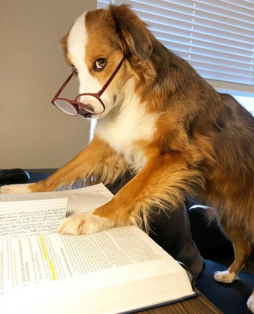 In Instagram appeared an amusing account dedicated to dogs, working at home In Instagram appeared an amusing account dedicated to dogs, working at home