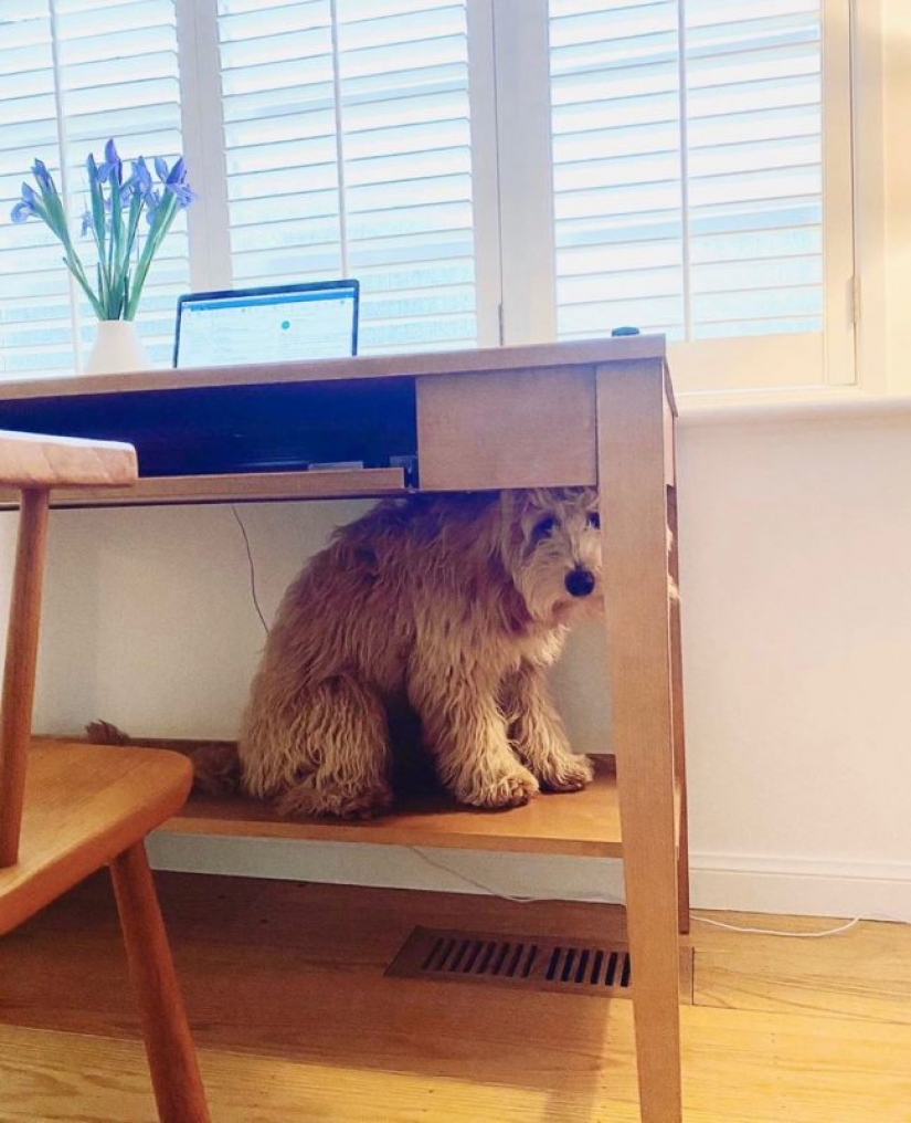 In Instagram appeared an amusing account dedicated to dogs, working at home In Instagram appeared an amusing account dedicated to dogs, working at home