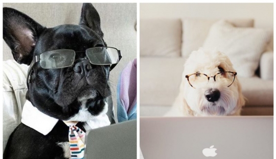 In Instagram appeared an amusing account dedicated to dogs, working at home