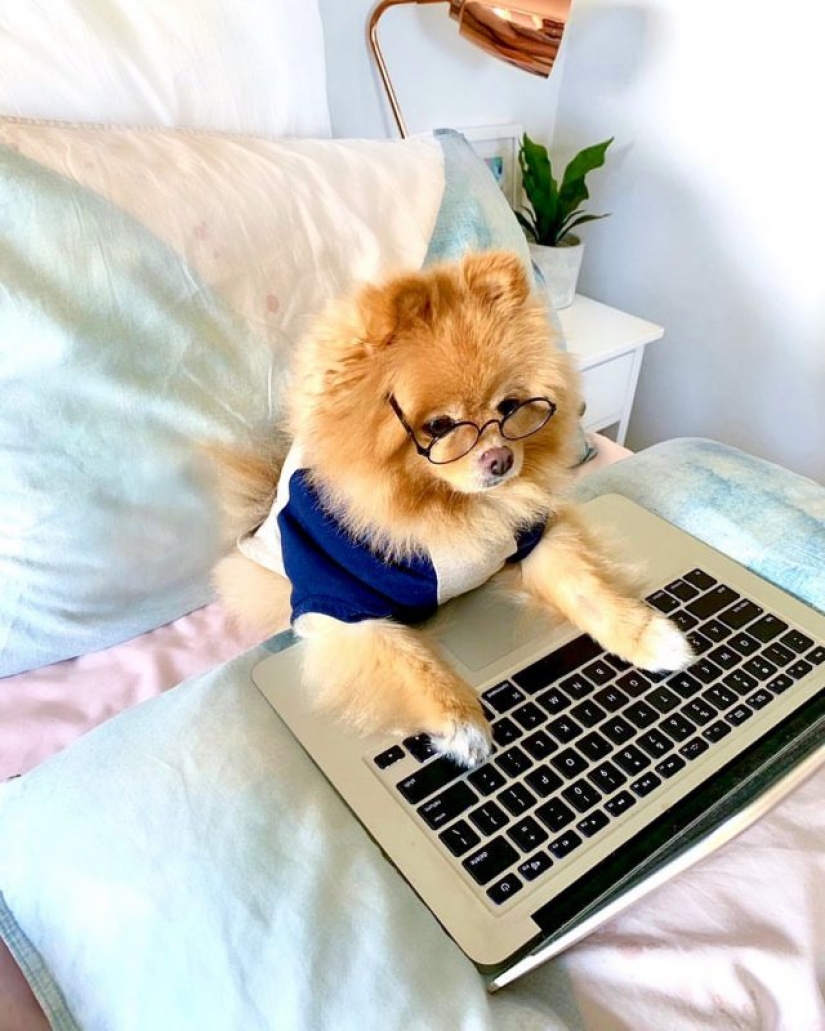 In Instagram appeared an amusing account dedicated to dogs, working at home In Instagram appeared an amusing account dedicated to dogs, working at home
