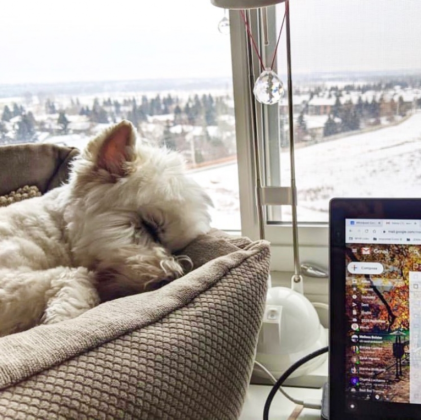 In Instagram appeared an amusing account dedicated to dogs, working at home In Instagram appeared an amusing account dedicated to dogs, working at home