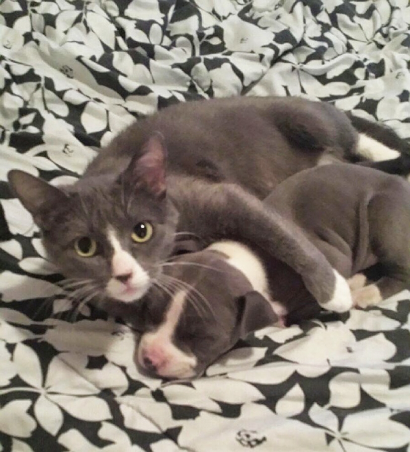 In the animal world: brothers and sisters from different mothers