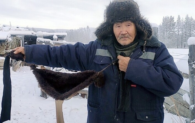 In Yakutia, due to the severe frosts sew fur bras for cows