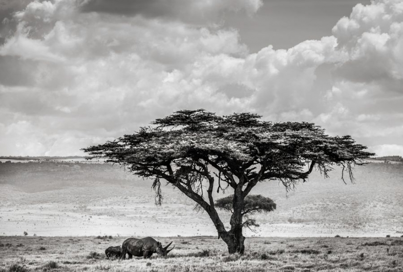 Increíbles retratos de los modelos de Asia y celebridades con animales salvajes Increíbles retratos de los modelos de Asia y celebridades con animales salvajes