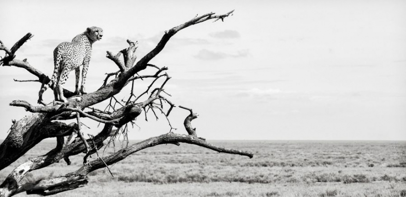 Increíbles retratos de los modelos de Asia y celebridades con animales salvajes Increíbles retratos de los modelos de Asia y celebridades con animales salvajes