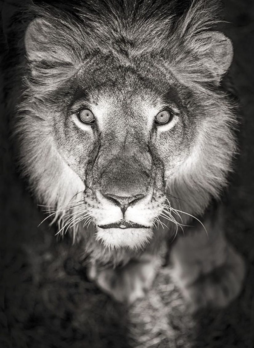 Increíbles retratos de los modelos de Asia y celebridades con animales salvajes Increíbles retratos de los modelos de Asia y celebridades con animales salvajes