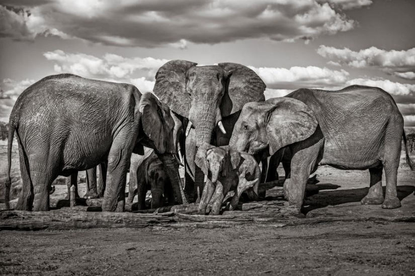 Increíbles retratos de los modelos de Asia y celebridades con animales salvajes Increíbles retratos de los modelos de Asia y celebridades con animales salvajes