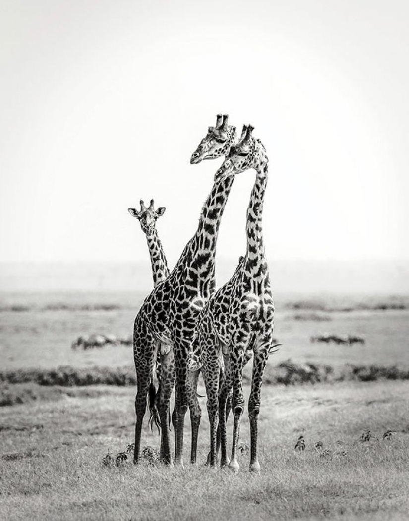 Increíbles retratos de los modelos de Asia y celebridades con animales salvajes Increíbles retratos de los modelos de Asia y celebridades con animales salvajes