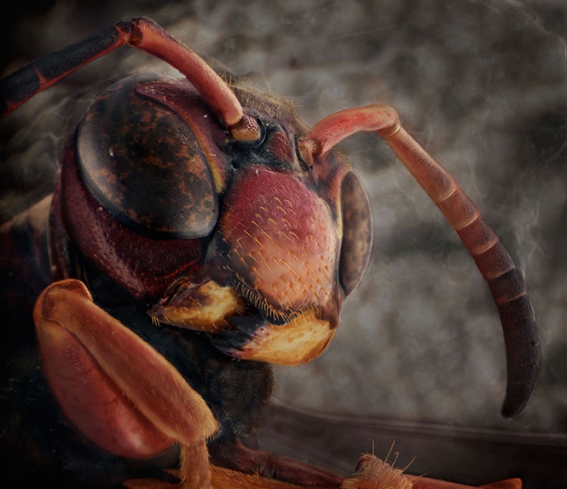 Increíbles retratos de familiares de los insectos