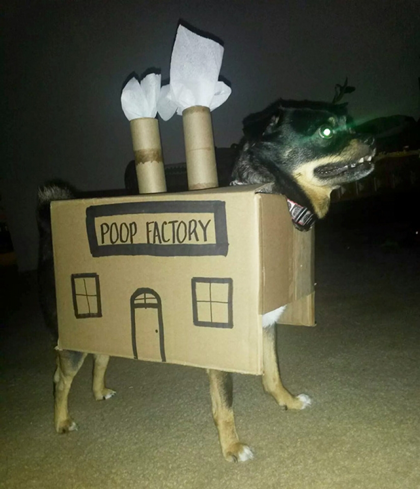 Ingenious life hacks from dog owners