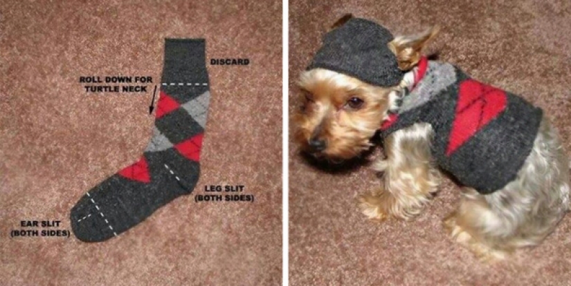 Ingenious life hacks from dog owners