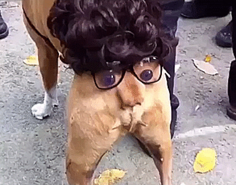 Ingenious life hacks from dog owners