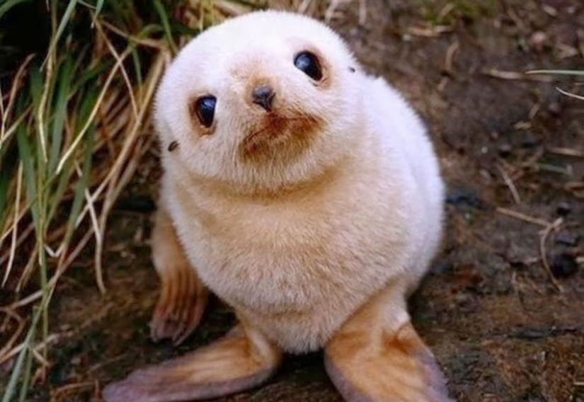 Insoportablemente lindo del bebé de los animales que va a hacer su día mejor