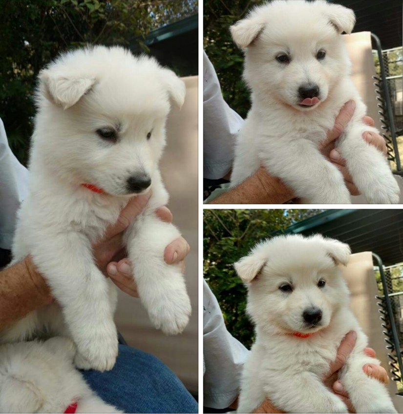 Insoportablemente lindo del bebé de los animales que va a hacer su día mejor