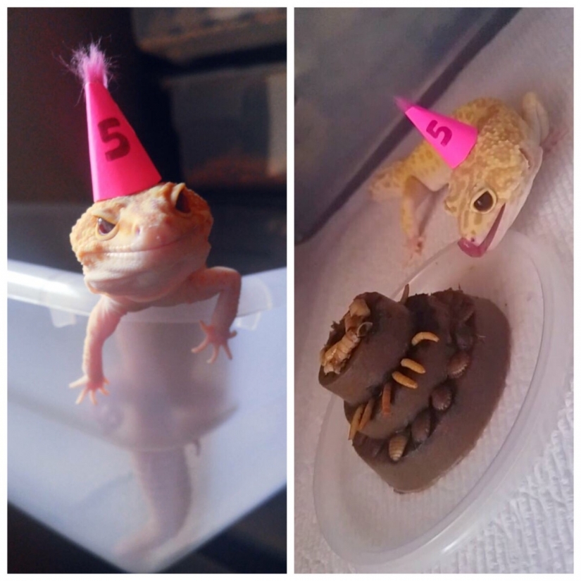 Insoportablemente lindo del bebé de los animales que va a hacer su día mejor