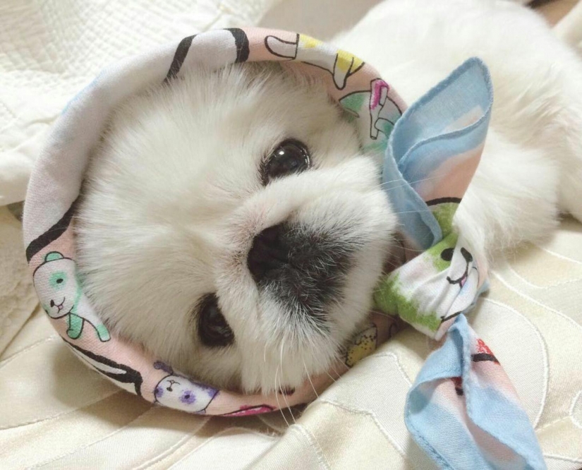 Insoportablemente lindo del bebé de los animales que va a hacer su día mejor