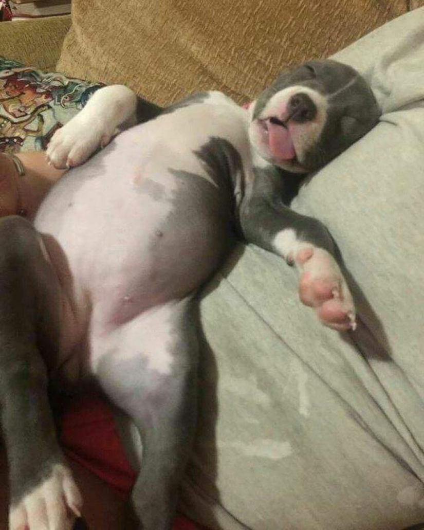 Insoportablemente lindo del bebé de los animales que va a hacer su día mejor