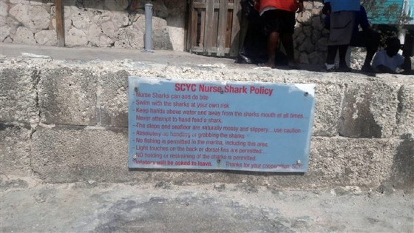 Instagram-la modelo subió en la piscina con los tiburones por el bien de los que le gusta y casi pierdo mi mano Instagram-la modelo subió en la piscina con los tiburones por el bien de los que le gusta y casi pierdo mi mano