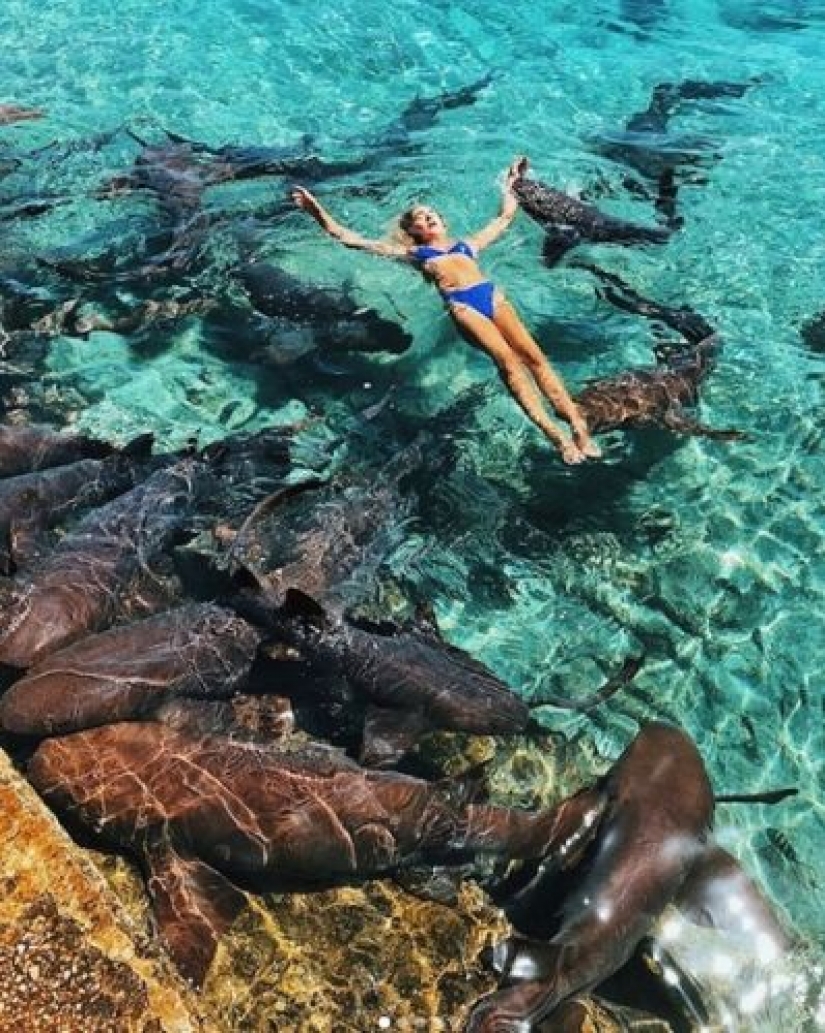 Instagram-the model climbed in the pool with the sharks for the sake of likes and almost lost my hand Instagram-the model climbed in the pool with the sharks for the sake of likes and almost lost my hand