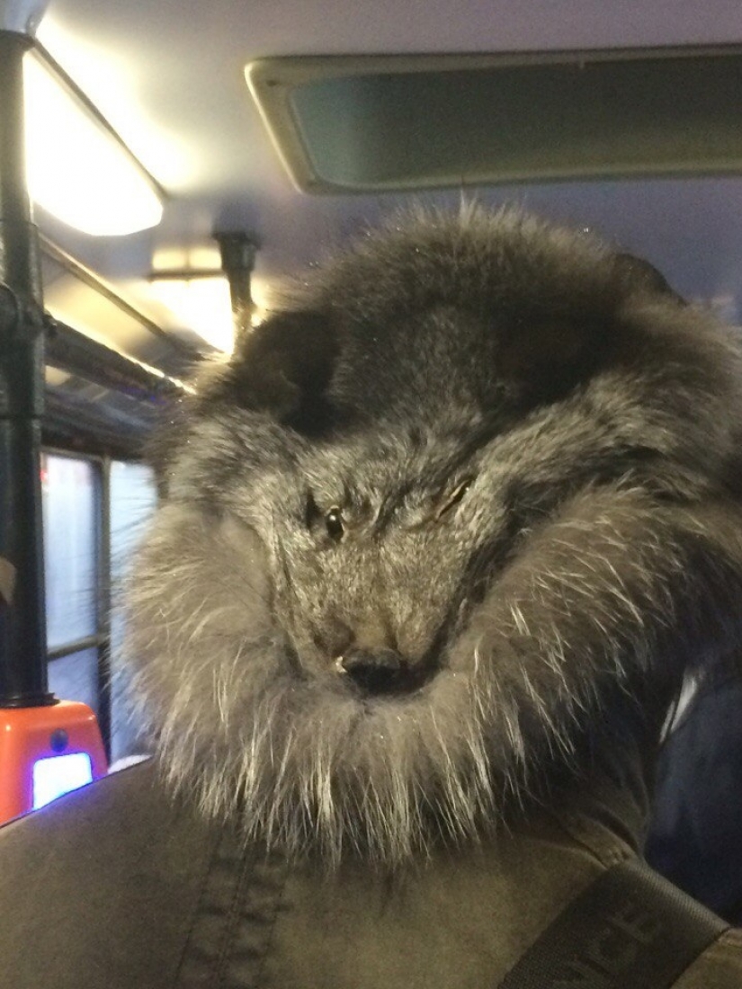 Intelligent crazy, or Strange fashion of St. Petersburg streets