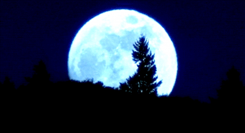 Interesting facts about "Gentlemen of fortune"