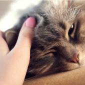 Irlandés de clínica veterinaria está buscando un profesional "Gladilina gatos" para 25 mil euros al año