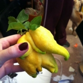 It has grown, it has grown the most unexpected forms of vegetables and fruits