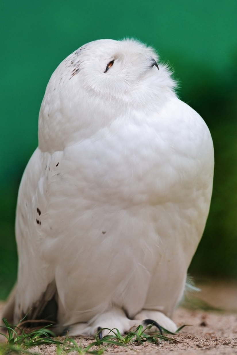 It's 100 most valuable photos of owls of all times and peoples It's 100 most valuable photos of owls of all times and peoples