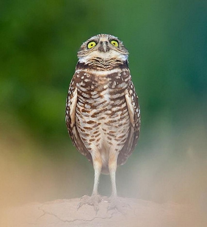 It's 100 most valuable photos of owls of all times and peoples It's 100 most valuable photos of owls of all times and peoples