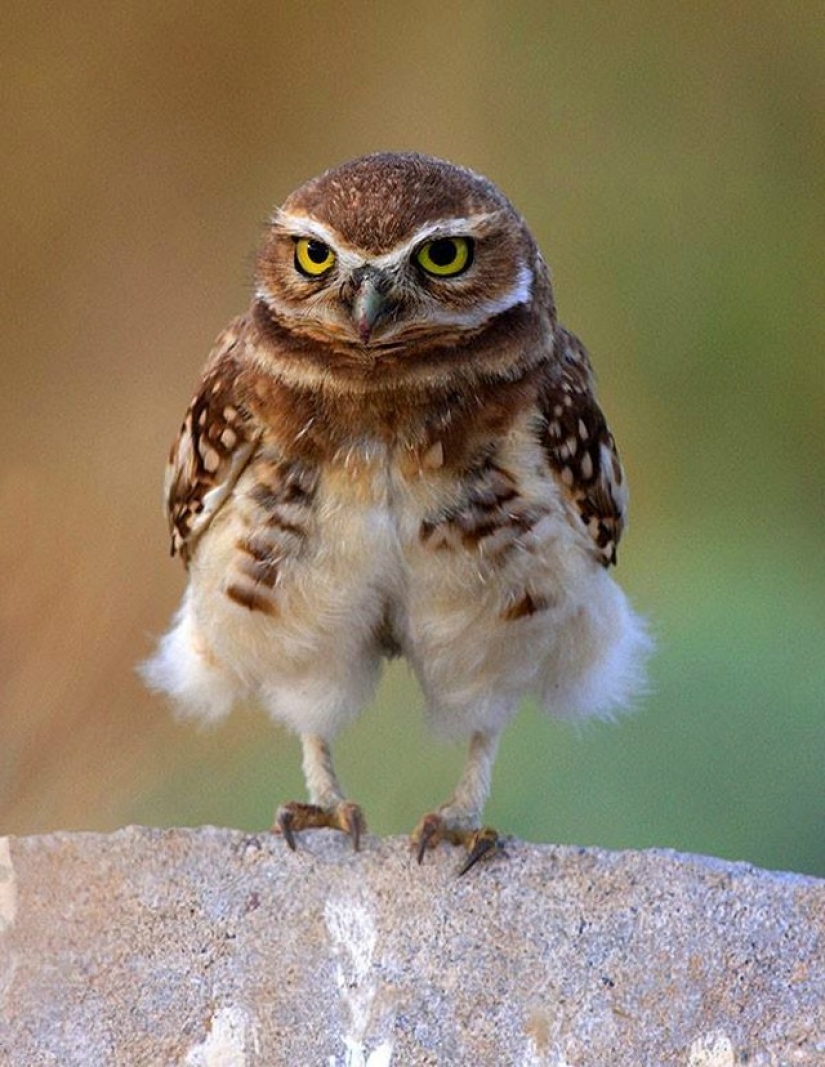 It's 100 most valuable photos of owls of all times and peoples It's 100 most valuable photos of owls of all times and peoples