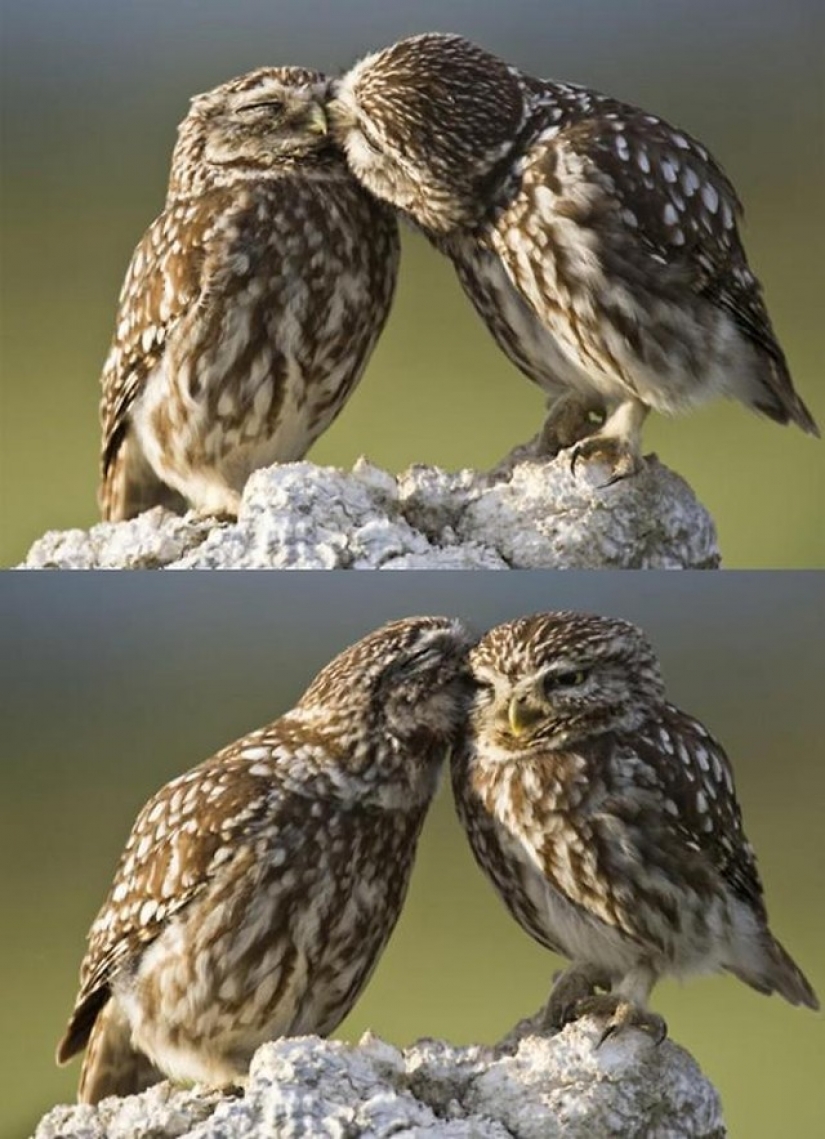 It's 100 most valuable photos of owls of all times and peoples It's 100 most valuable photos of owls of all times and peoples