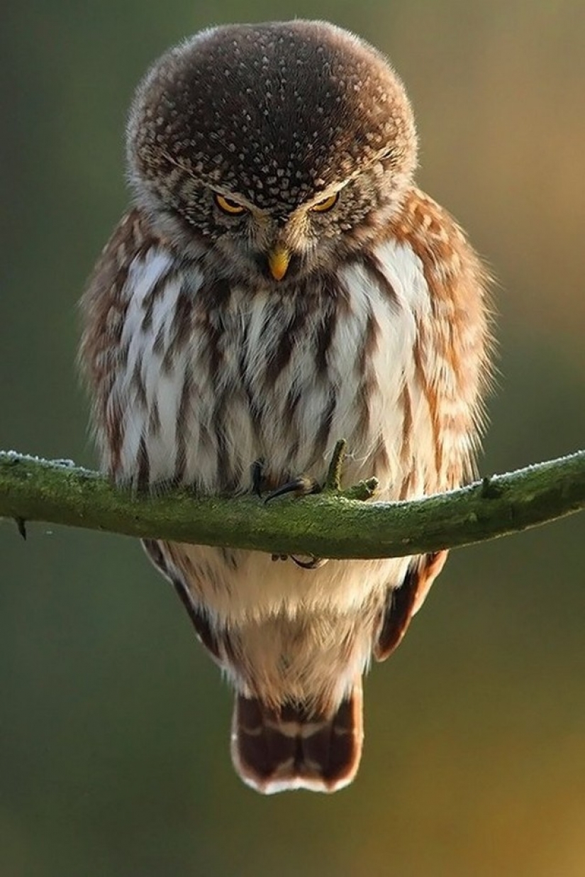It's 100 most valuable photos of owls of all times and peoples It's 100 most valuable photos of owls of all times and peoples