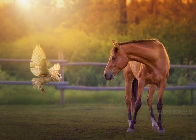 It's 100 most valuable photos of owls of all times and peoples It's 100 most valuable photos of owls of all times and peoples