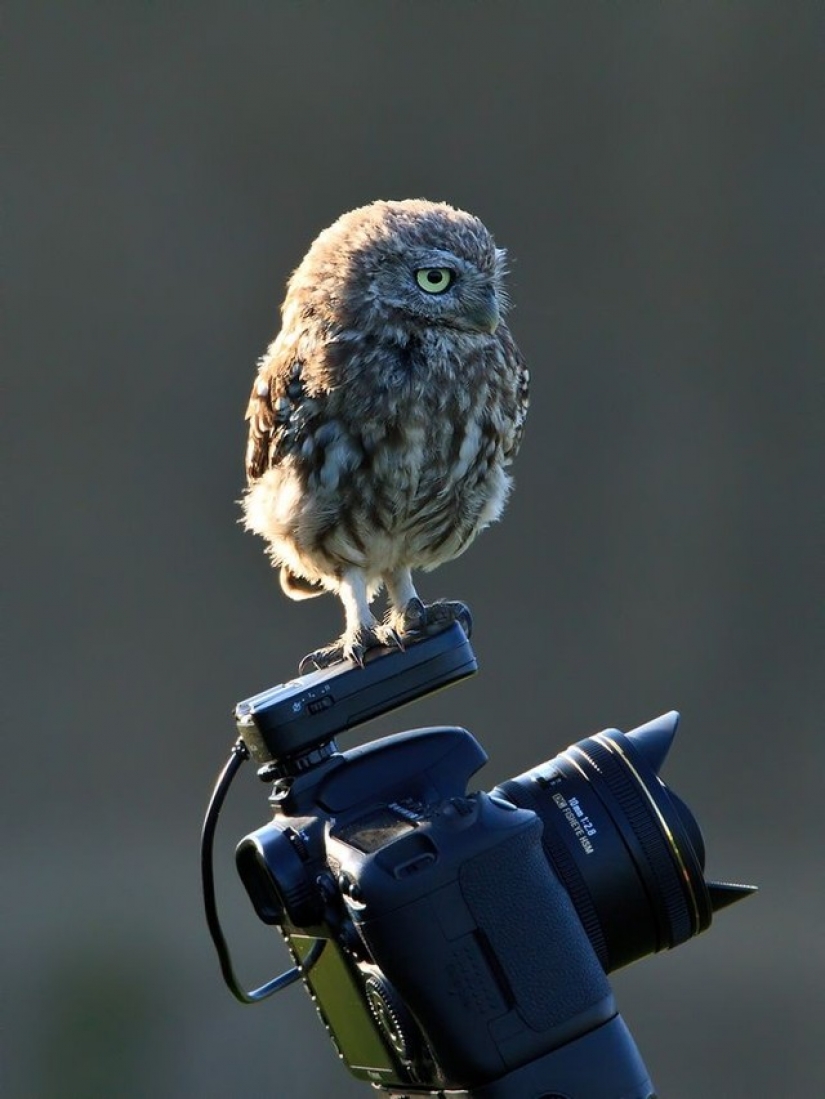 It's 100 most valuable photos of owls of all times and peoples It's 100 most valuable photos of owls of all times and peoples