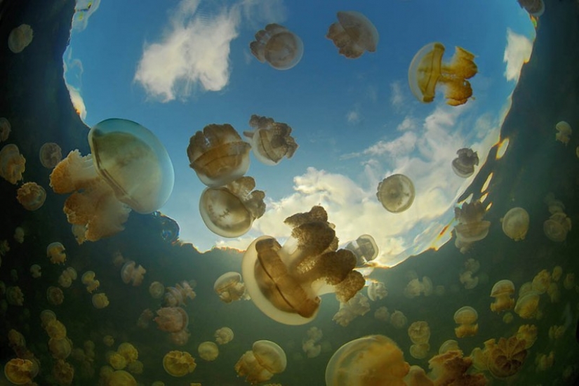 Jellyfish lake Jellyfish lake