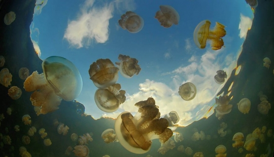 Jellyfish lake