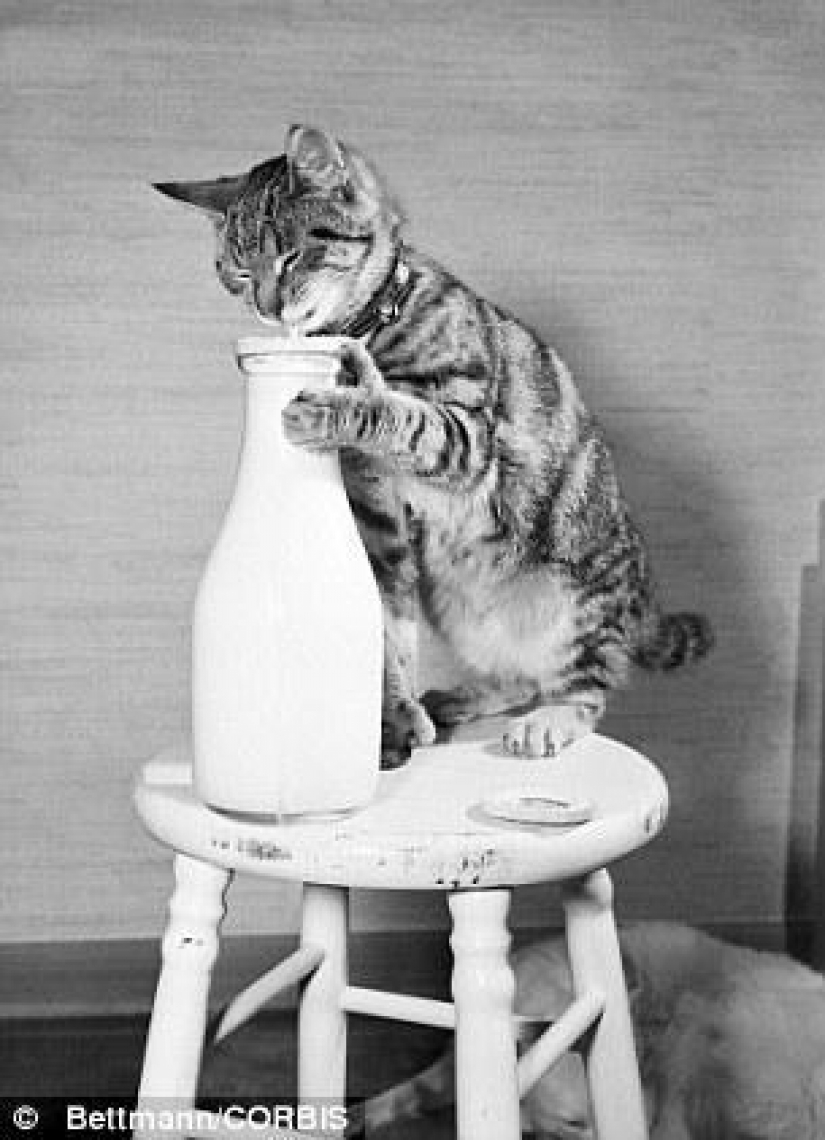 Kote "pre-Internet" period