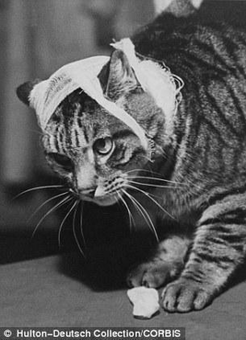 Kote "pre-Internet" período de