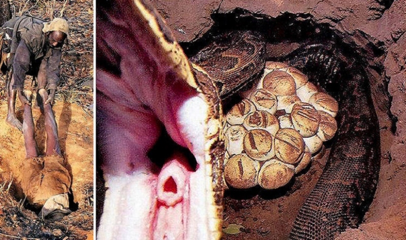 La captura de una de Python en cebo vivo