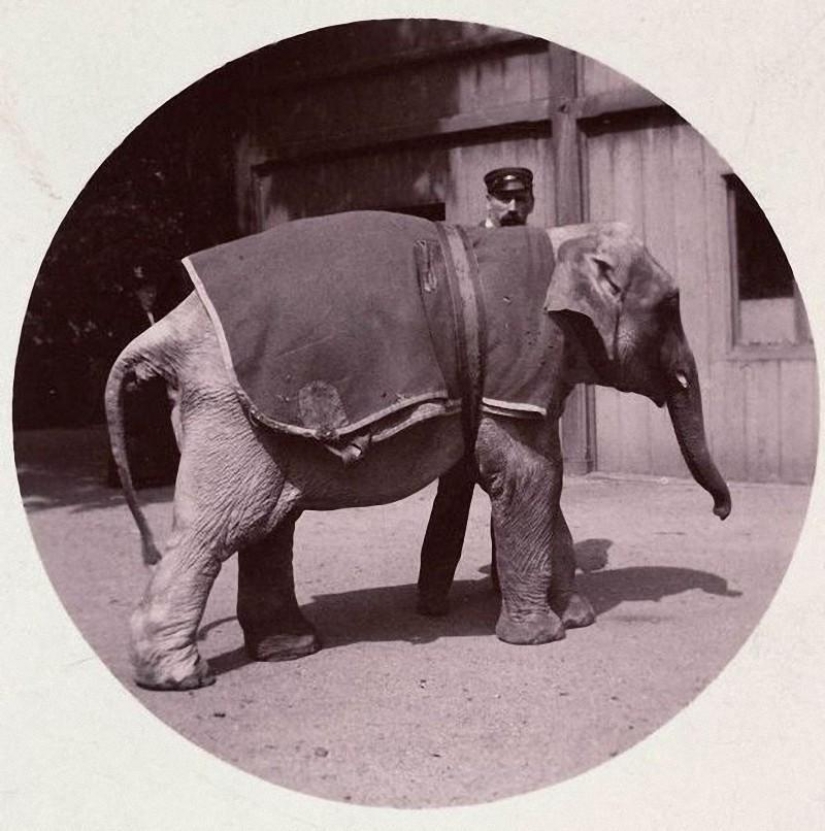 La primera cámara compacta Kodak n ° 1: Instagram siglo xix