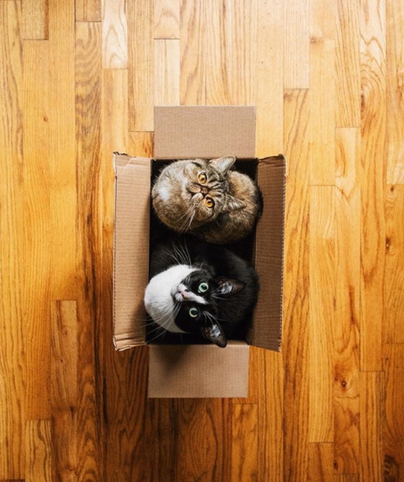 La princesa Chito: la vida creativa de la mayoría ordinaria de los gatos