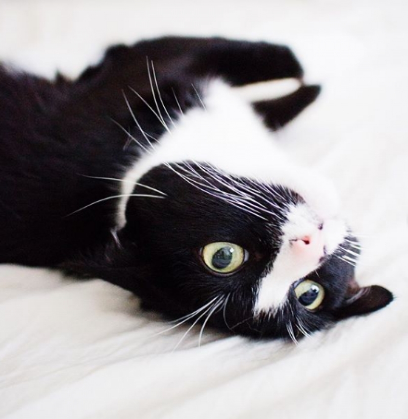 La princesa Chito: la vida creativa de la mayoría ordinaria de los gatos